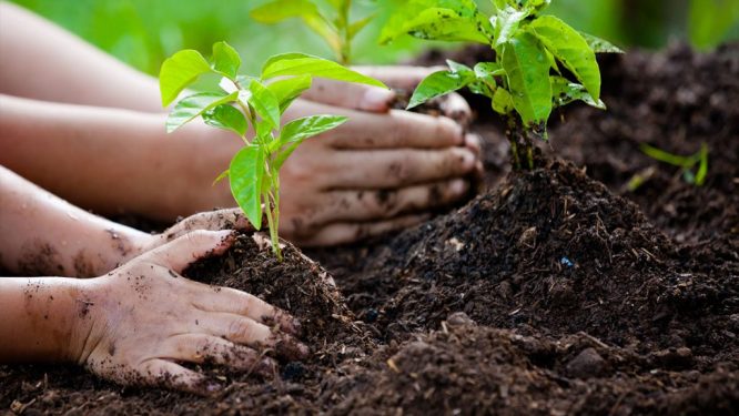 Aegea apoia Restaura Natureza, olimpíada escolar pelo meio ambiente promovida pelo WWF-Brasil